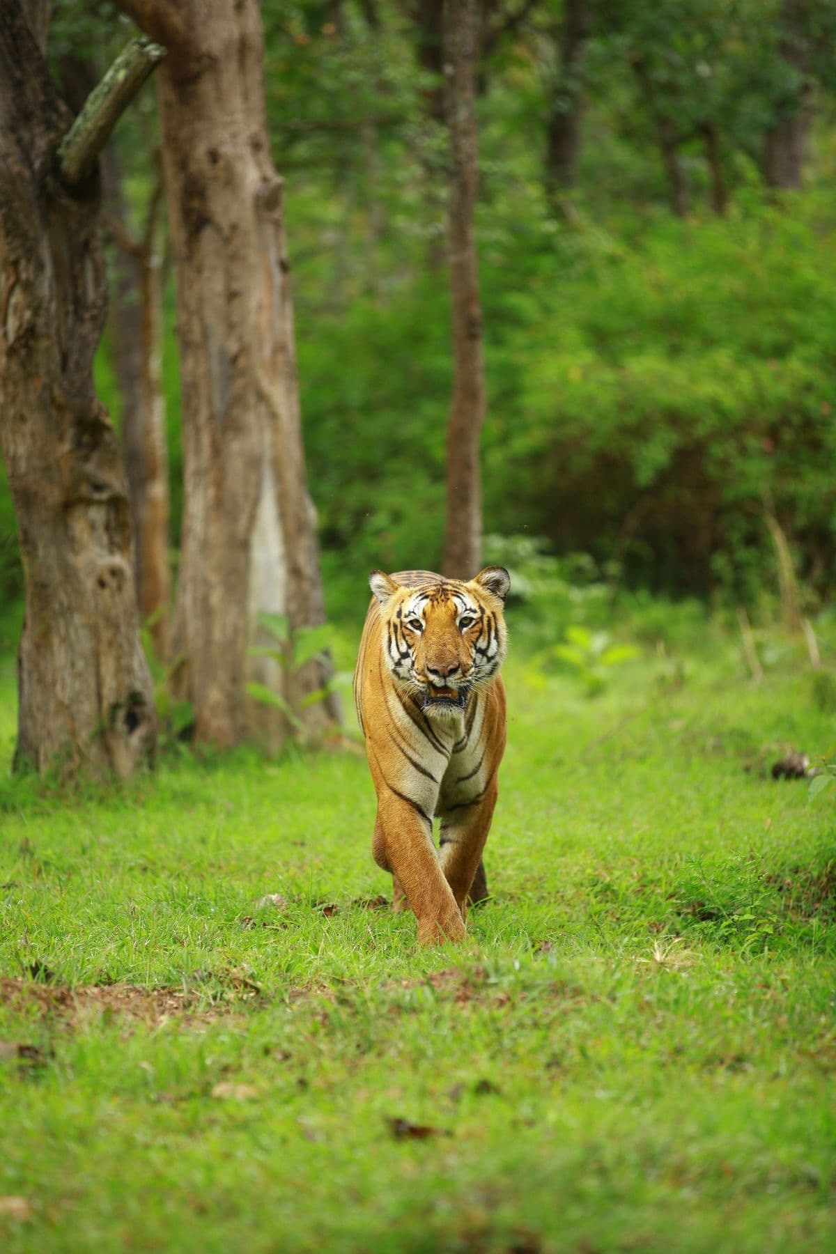 Wildlife by Green Earth